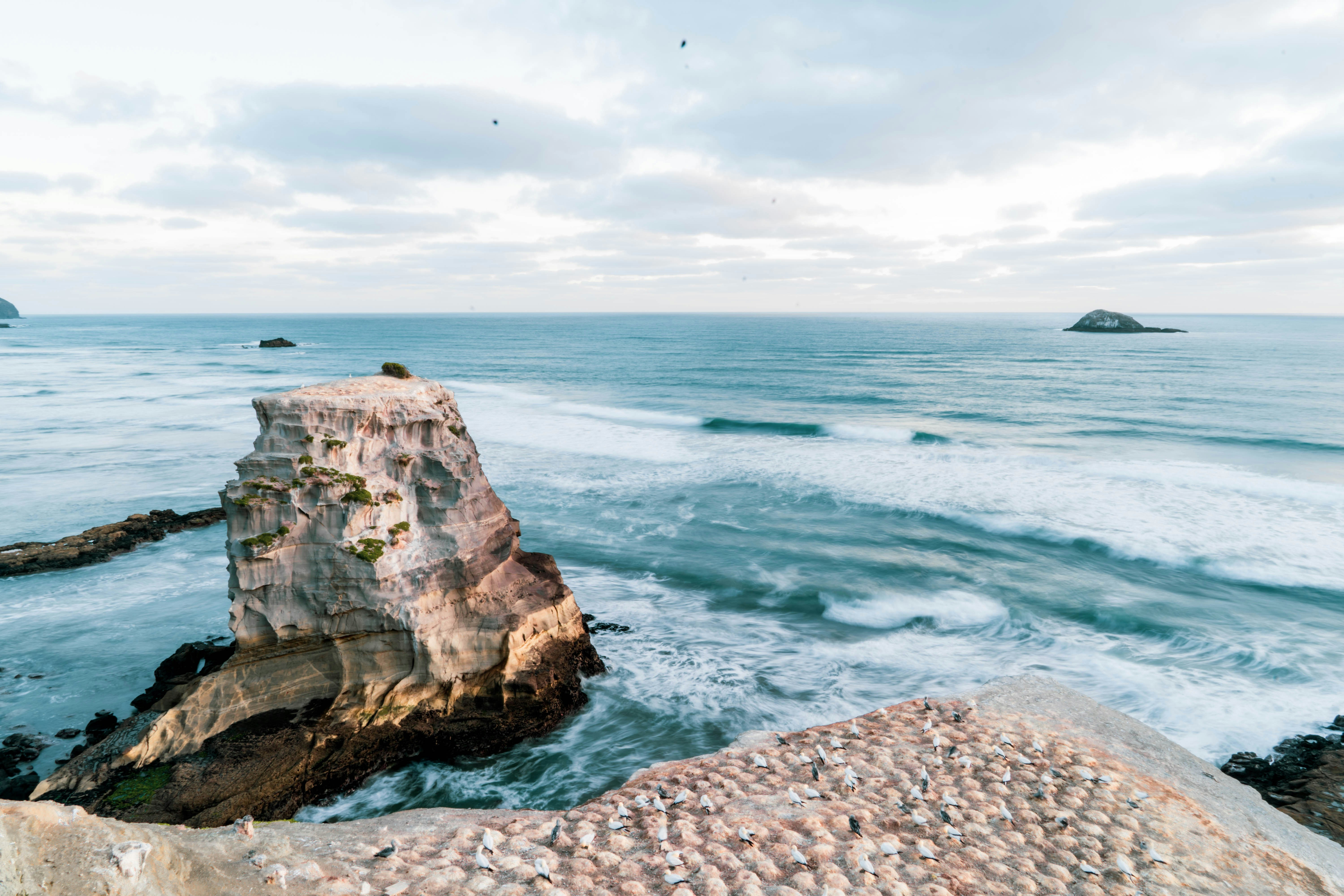 Muriwai Gannet Colony
