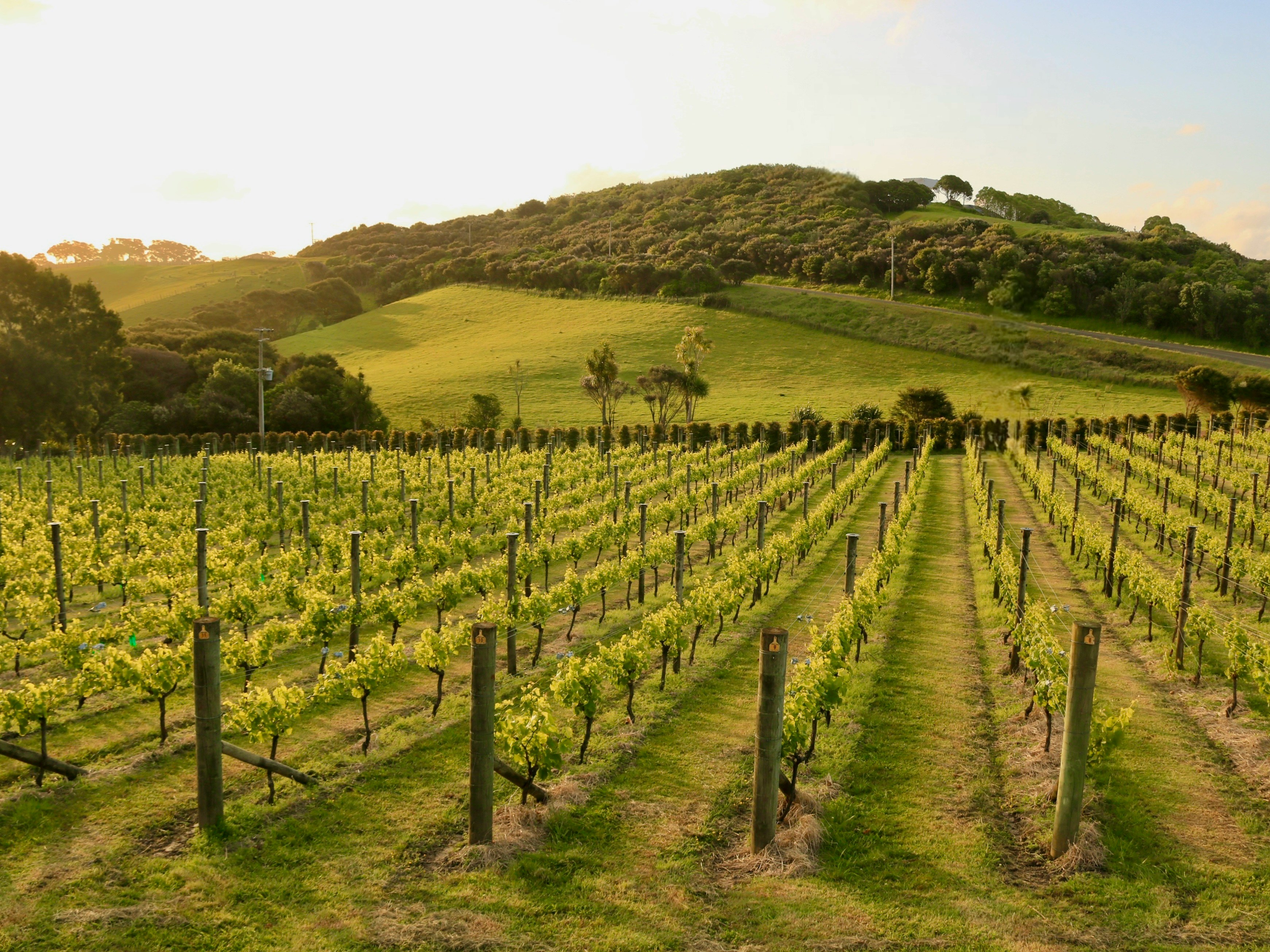 Waiheke Island Vineyards