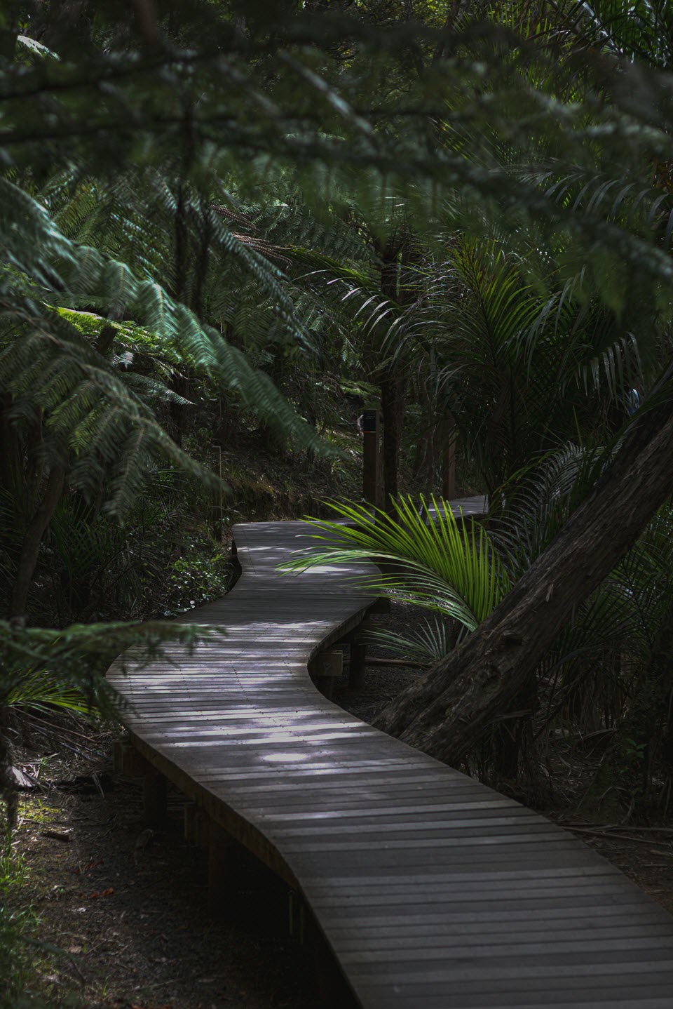 Kitekite Falls Walking Track